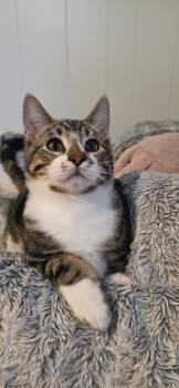 Lewis and Karl -  Domestic Short Hair Cat for Adoption in Pueblo, Colorado - Lewis And Karl | PetCurious
