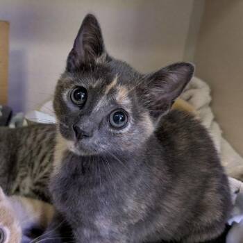 Violet -  Domestic Short Hair Cat for Adoption in Westhampton, New York - Violet | PetCurious