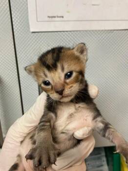 Domestic Short Hair Cats Available for Adoption in Jacksonville, Florida - TOULOUSE | PetCurious