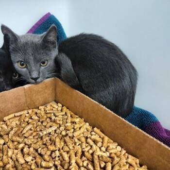 Turbo -  Domestic Short Hair Cat for Adoption - Turbo | PetCurious