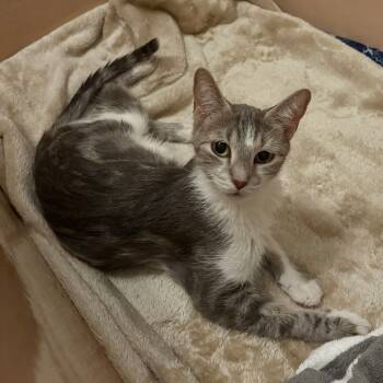 Rescue Domestic Short Hair Cats for Adoption in New York, New York - Cynthia | PetCurious