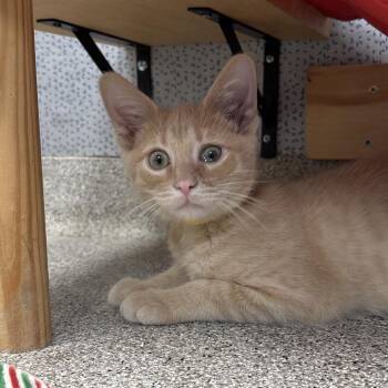 Rodi -  Domestic Short Hair Cat for Adoption in Naperville, Illinois - Rodi | PetCurious