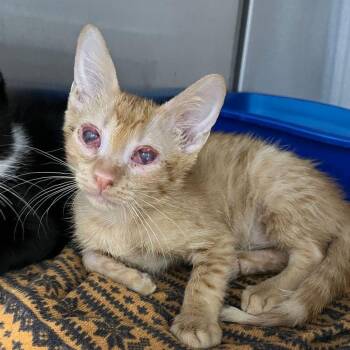 Rowan -  Domestic Short Hair Cat for Adoption in Kingman, Arizona - Rowan | PetCurious