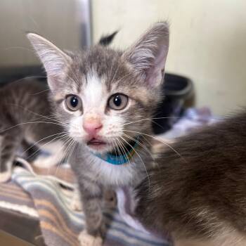 Domestic Short Hair Cats Available for Adoption in Margate, Florida - Kettle | PetCurious