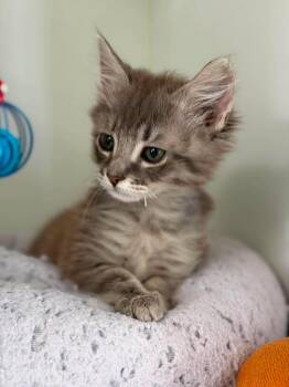 Cookie Storm -  Domestic Medium Hair Cat for Adoption in Othello, Washington - Cookie Storm | PetCurious