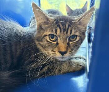 DONATELLO -  Domestic Medium Hair Cat for Adoption in Westminster, Maryland - DONATELLO | PetCurious