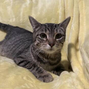 Domestic Short Hair Cats Available for Adoption - Mable | PetCurious
