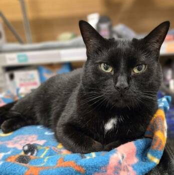 Domestic Short Hair Cats Available for Adoption - Dahlia | PetCurious