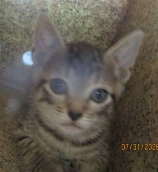 A479037 -  Domestic Short Hair Cat for Adoption in Oklahoma City, Oklahoma - A479037 | PetCurious