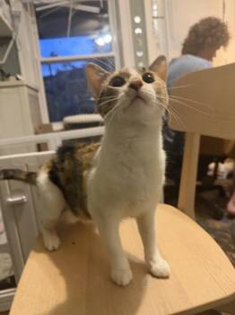 Marcy -  Domestic Short Hair Cat for Adoption in Wheaton, Illinois - Marcy | PetCurious