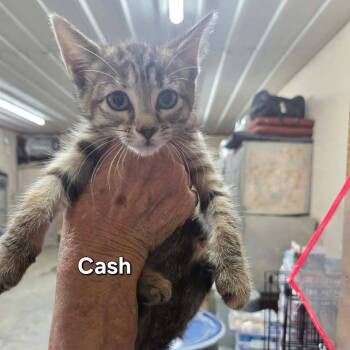 Cash -  Domestic Short Hair Cat for Adoption in Madison, Wisconsin - Cash | PetCurious