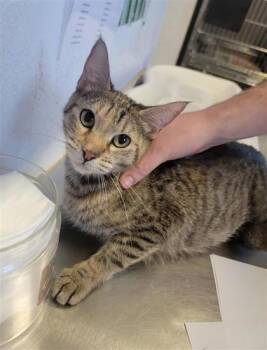 Rescue Domestic Short Hair Cats for Adoption in Largo, Florida - Ringaletta | PetCurious