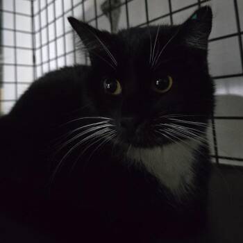 Remi -  Domestic Short Hair Cat for Adoption in Sioux Falls, South Dakota - Remi | PetCurious