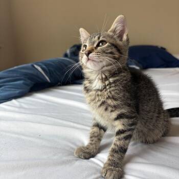 Cache Holland -  Domestic Short Hair Cat for Adoption in Eagle Mountain, Utah - Cache Holland | PetCurious