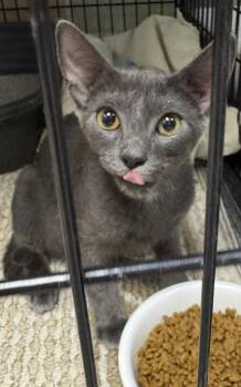 Comet -  Domestic Short Hair Cat for Adoption in Saint Clairsville, Ohio - Comet | PetCurious