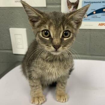 Sophie -  Domestic Short Hair Cat for Adoption in Allentown, Pennsylvania - Sophie | PetCurious