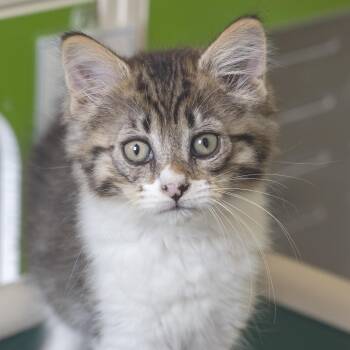 Thatcher -  Domestic Short Hair Cat for Adoption in Pontiac, Michigan - Thatcher | PetCurious