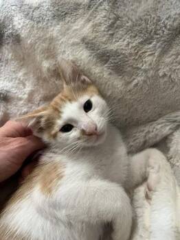 Red (Courtesy Post) -  Domestic Short Hair Cat for Adoption in San Jose, California - Red (Courtesy Post) | PetCurious