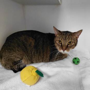 Rescue Domestic Short Hair Cats for Adoption in Philadelphia, Pennsylvania - Jodie | PetCurious