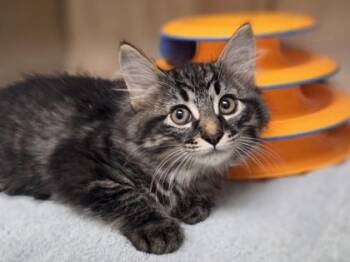 Finch -  Domestic Medium Hair and Domestic Short Hair Cat for Adoption in Westland, Michigan - Finch | PetCurious