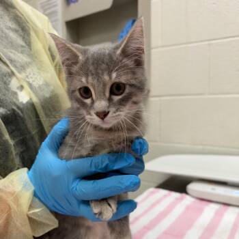 Carrie -  Domestic Short Hair Cat for Adoption in Murray, Utah - Carrie | PetCurious