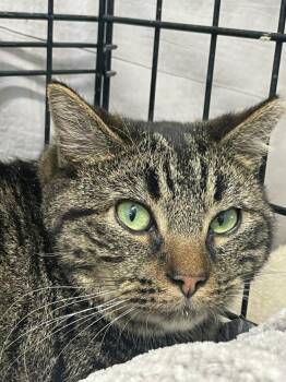 Domestic Short Hair Cats Available for Adoption in Ogden, Utah - Noggin | PetCurious