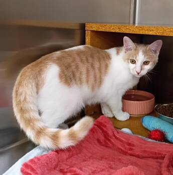 Charlie - cuddly & playful -  Domestic Short Hair Cat for Adoption in Hendersonville, Tennessee - Charlie - Cuddly & Playful | PetCurious