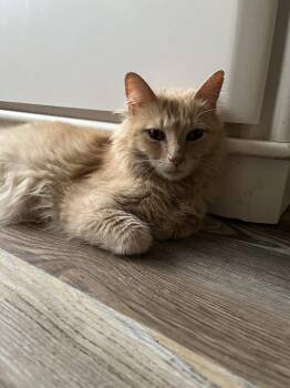 Fluffy Nut -  Domestic Medium Hair Cat for Adoption in Trenton, New Jersey - Fluffy Nut | PetCurious