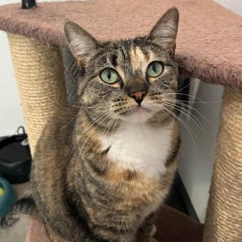 Tabby Cats Available for Adoption in Bonners Ferry, Idaho - Cupcake  | PetCurious