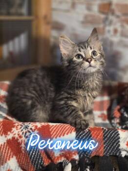 Peroneus -  Domestic Long Hair Cat for Adoption in Metamora, Illinois - Peroneus | PetCurious