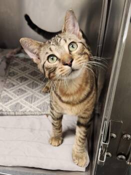 Atari -  Domestic Short Hair Cat for Adoption in Elmsford, New York - Atari | PetCurious