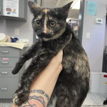 Domestic Short Hair Cats Available for Adoption in Port Charlotte, Florida - Jasmin | PetCurious