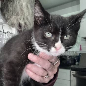 Rescue Domestic Short Hair Cats for Adoption in Ferndale, Washington - Sharon | PetCurious