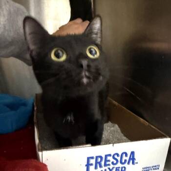 Domestic Short Hair Cats Available for Adoption in Garfield, Arkansas - Potho | PetCurious