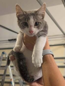 Jasper -  Domestic Short Hair Cat for Adoption in Emerald Isle, North Carolina - Jasper | PetCurious