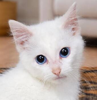 Domestic Short Hair Cats Available for Adoption in Cuyahoga Falls, Ohio - Kitten Integrity | PetCurious