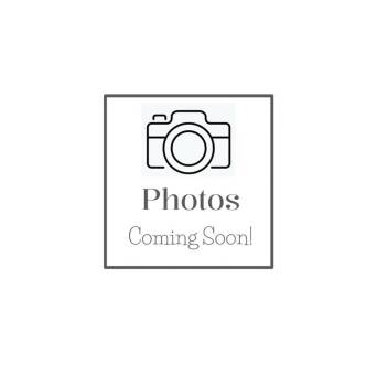 Domestic Short Hair Cats Available for Adoption in Chalfont, Pennsylvania - Evie | PetCurious