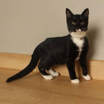 Cyclops C71139 -  Domestic Short Hair Cat for Adoption in Minnetonka, Minnesota - Cyclops C71139 | PetCurious