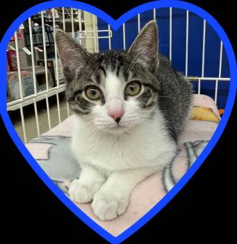 Tabby Cats Available for Adoption - Korey | PetCurious