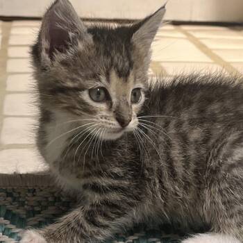 Francy -  Domestic Short Hair Cat for Adoption in La Grange, Kentucky - Francy | PetCurious