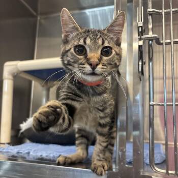 Domestic Short Hair Cats Available for Adoption - Fernando | PetCurious