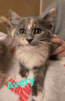 Rescue Domestic Short Hair Cats for Adoption in Salinas, California - Avery | PetCurious