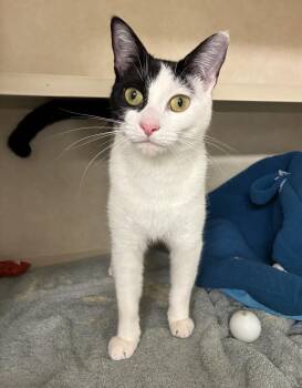 Domestic Short Hair Cats Available for Adoption - Coffee - Available 3/16 | PetCurious