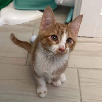 Fuego Smith -  Domestic Short Hair Cat for Adoption in Eagle Mountain, Utah - Fuego Smith | PetCurious