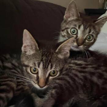Sophie -  Domestic Short Hair Cat for Adoption in West Olive, Michigan - Sophie | PetCurious