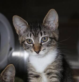 Toyota -  Domestic Short Hair Cat for Adoption in Seattle, Washington - Toyota | PetCurious