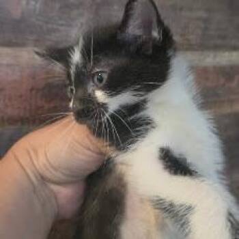 Flynn -  Domestic Short Hair Cat for Adoption in Chicago, Illinois - Flynn | PetCurious