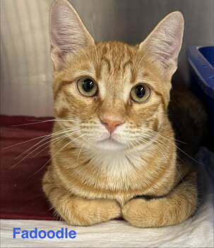 Fadoodle -  Tabby Cat for Adoption in Las Vegas, Nevada - Fadoodle | PetCurious