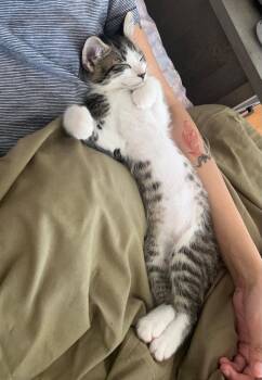 Domestic Short Hair Cats Available for Adoption in San Francisco, California - JJ | PetCurious