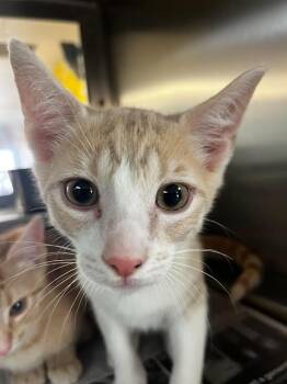 Biscuit -  Domestic Short Hair Cat for Adoption in Nacogdoches, Texas - Biscuit | PetCurious